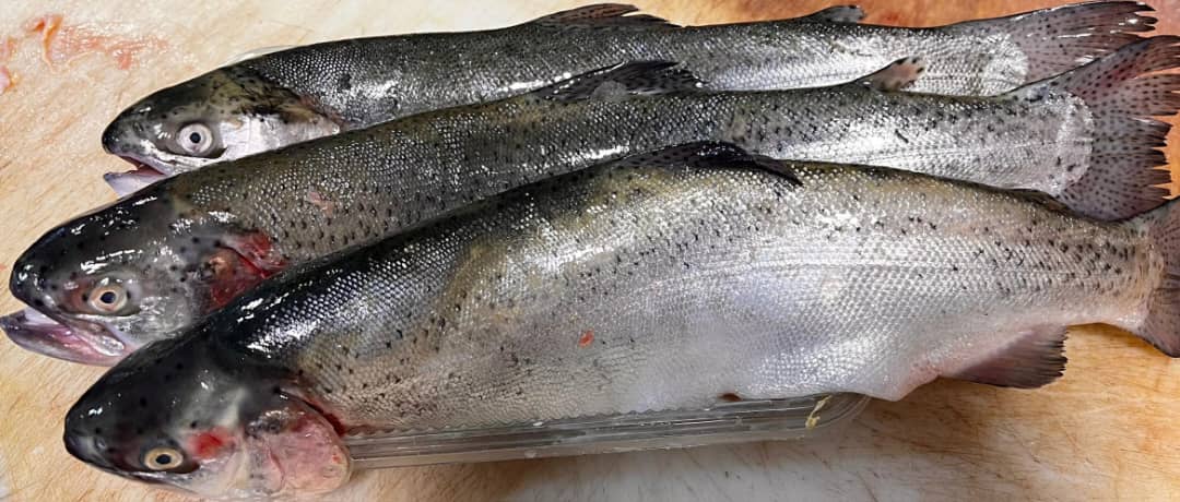 %d9%85%d8%a7%d9%87%db%8c-%d9%82%d8%b2%d9%84-%d8%a2%d9%84%d8%a7